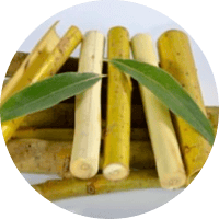 Экстракт коры ивы